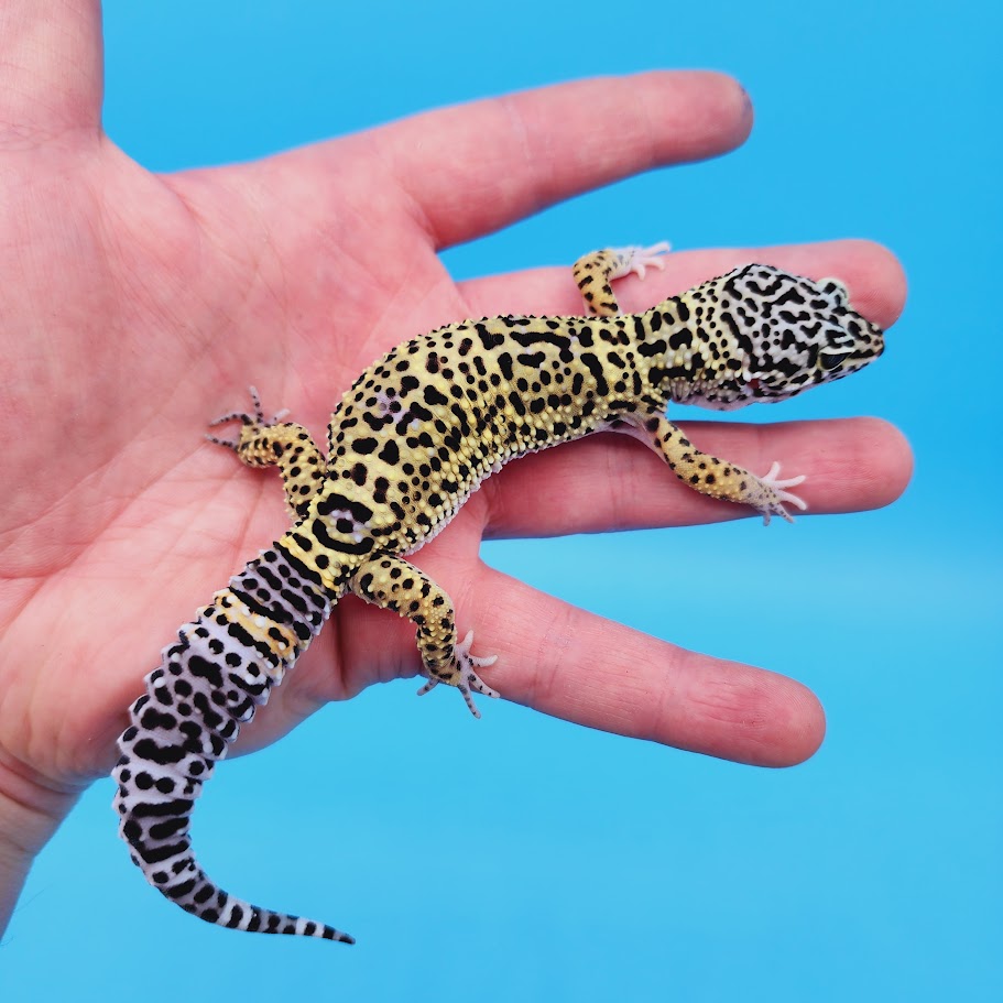 Female Black Night (50%) Afghanicus (25%) Turcmenicus (25%) Leopard Ge –  Geeky Gecko Creations