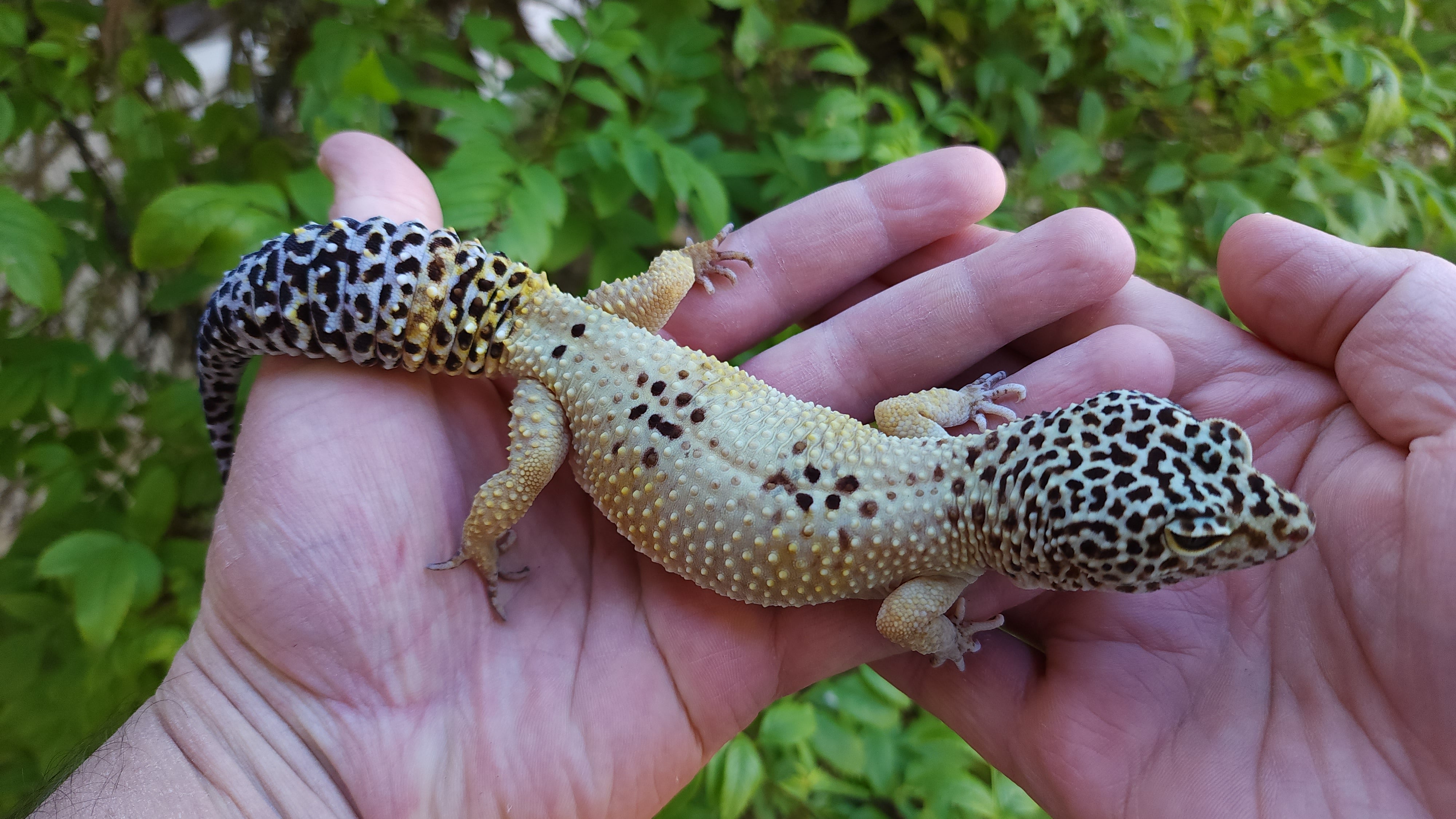 Female Hypo Leopard Gecko – Geeky Gecko Creations