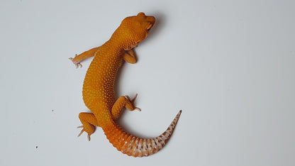 Female Super hypo Mandarin Inferno Tangerine Tremper Albino Carrot Tail Leopard Gecko