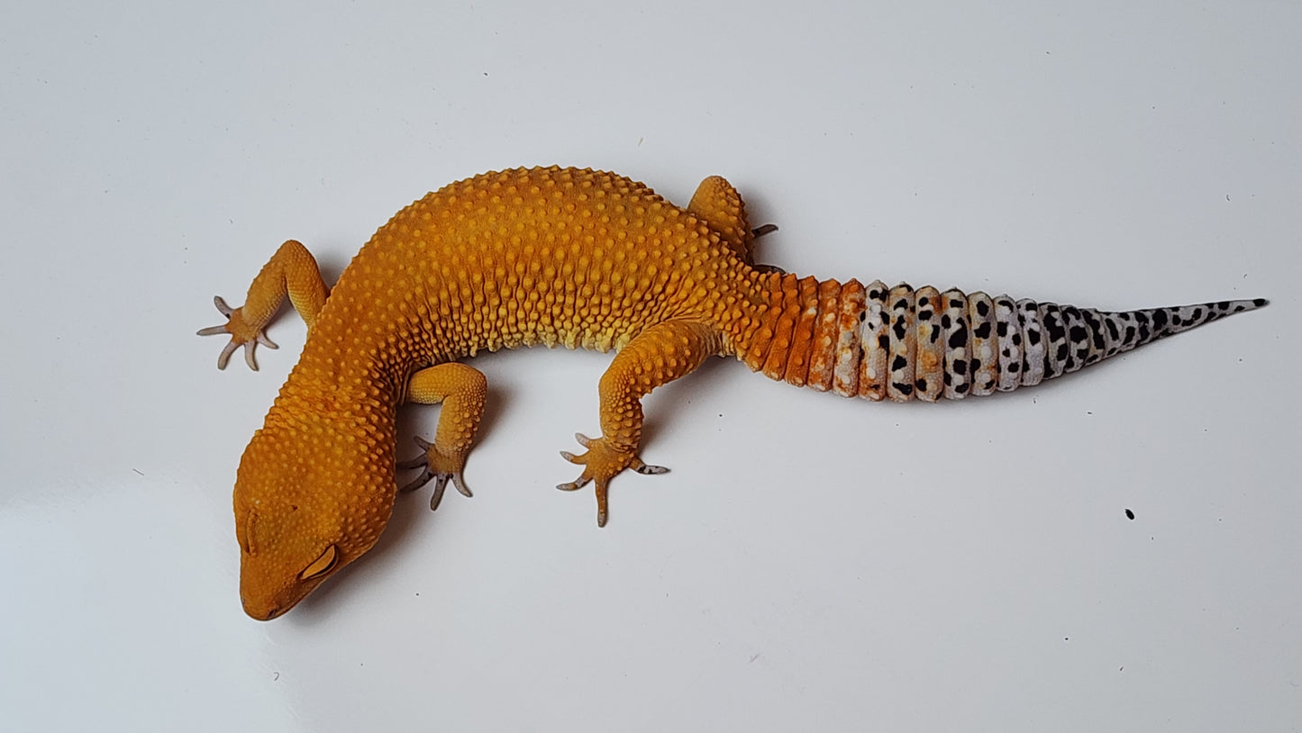 Female Super hypo Mandarin Inferno Tangerine Carrot Tail Leopard Gecko