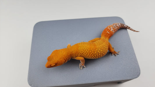 Female Super Hypo Mandarin Inferno Tangerine Tremper Albino Carrot Tail Leopard Gecko