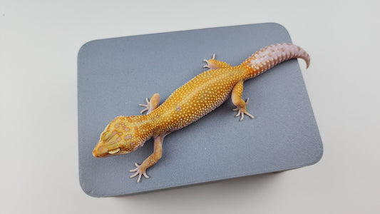 Female Inferno Tangerine Bold Cross White & Yellow Halloween Mask Bandit Tremper Albino Carrot Tail Leopard Gecko