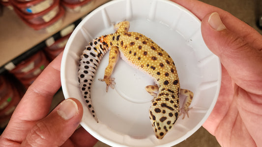 Female Inferno Tangerine Bold Emerine Carrot Tail Leopard Gecko