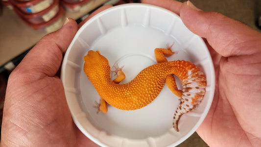 Female Hypo Mandarin Inferno Tangerine Tremper Albino Carrot Tail Baldy Leopard Gecko