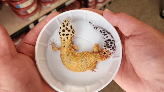 Hypo Mandarin Tangerine Bold Carrot Tail Leopard Gecko