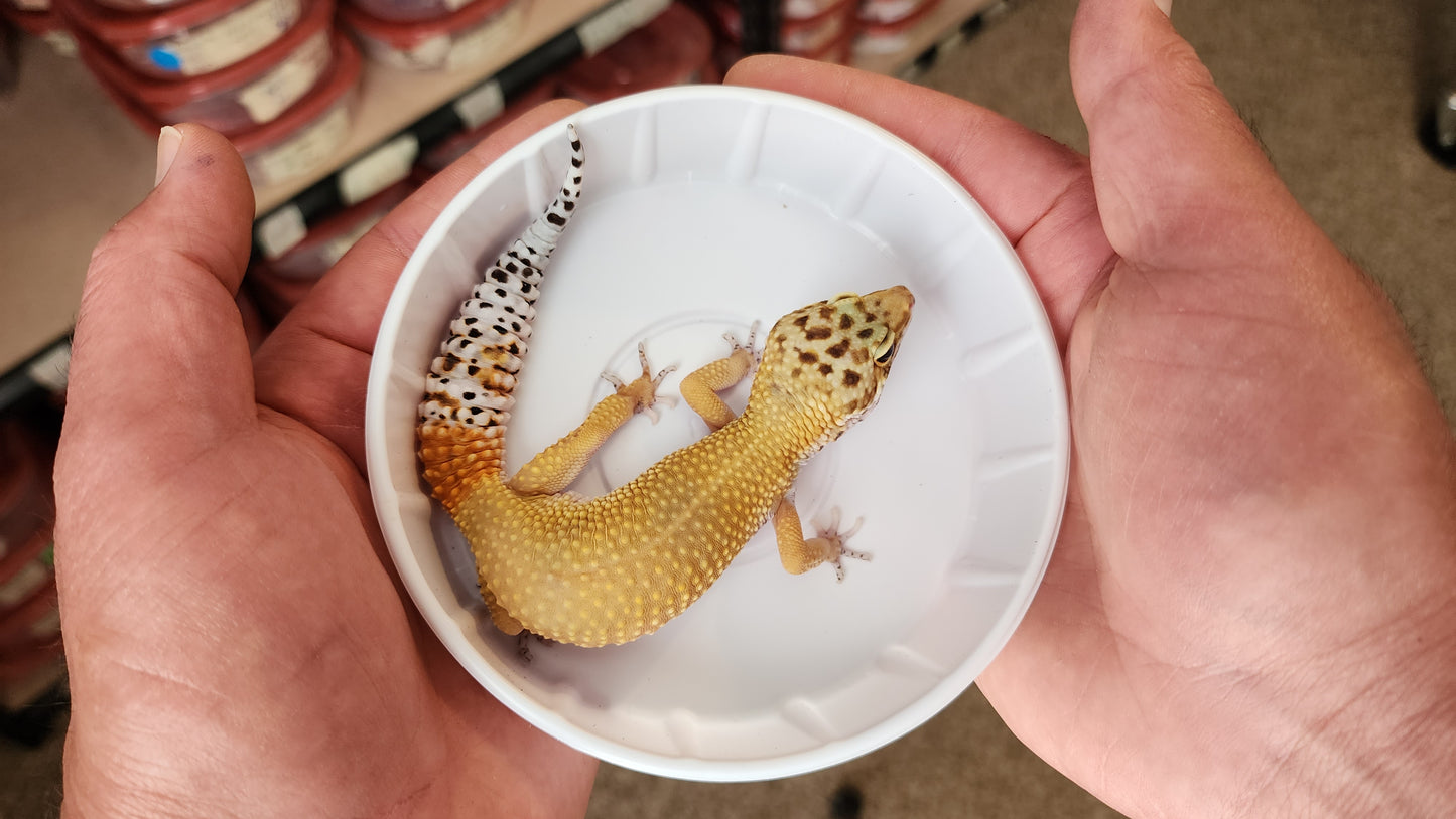 Female Super Hypo Mandarin Tangerine Turcmenicus Carrot Tail Leopard Gecko