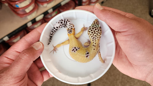 Female Hypo Blood Tangerine Fasciolatus Turcmenicus Carrot Tail Leopard Gecko