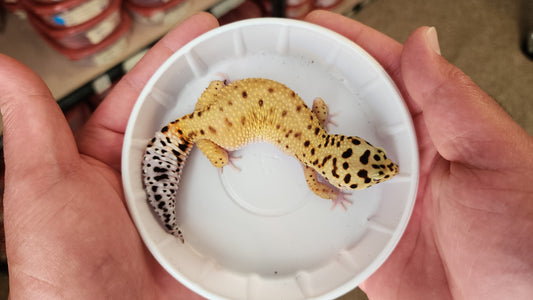 Female Inferno Tangerine Bold Emerine Bandit Eclipse Pos White & Yellow Carrot Tail Leopard Gecko (Short Tail)