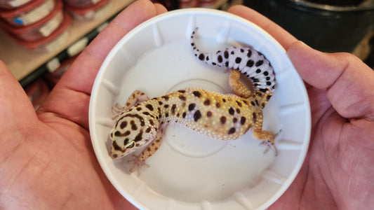 Female Inferno Tangerine Bold Bandit Emerine White and Yellow Leopard Gecko