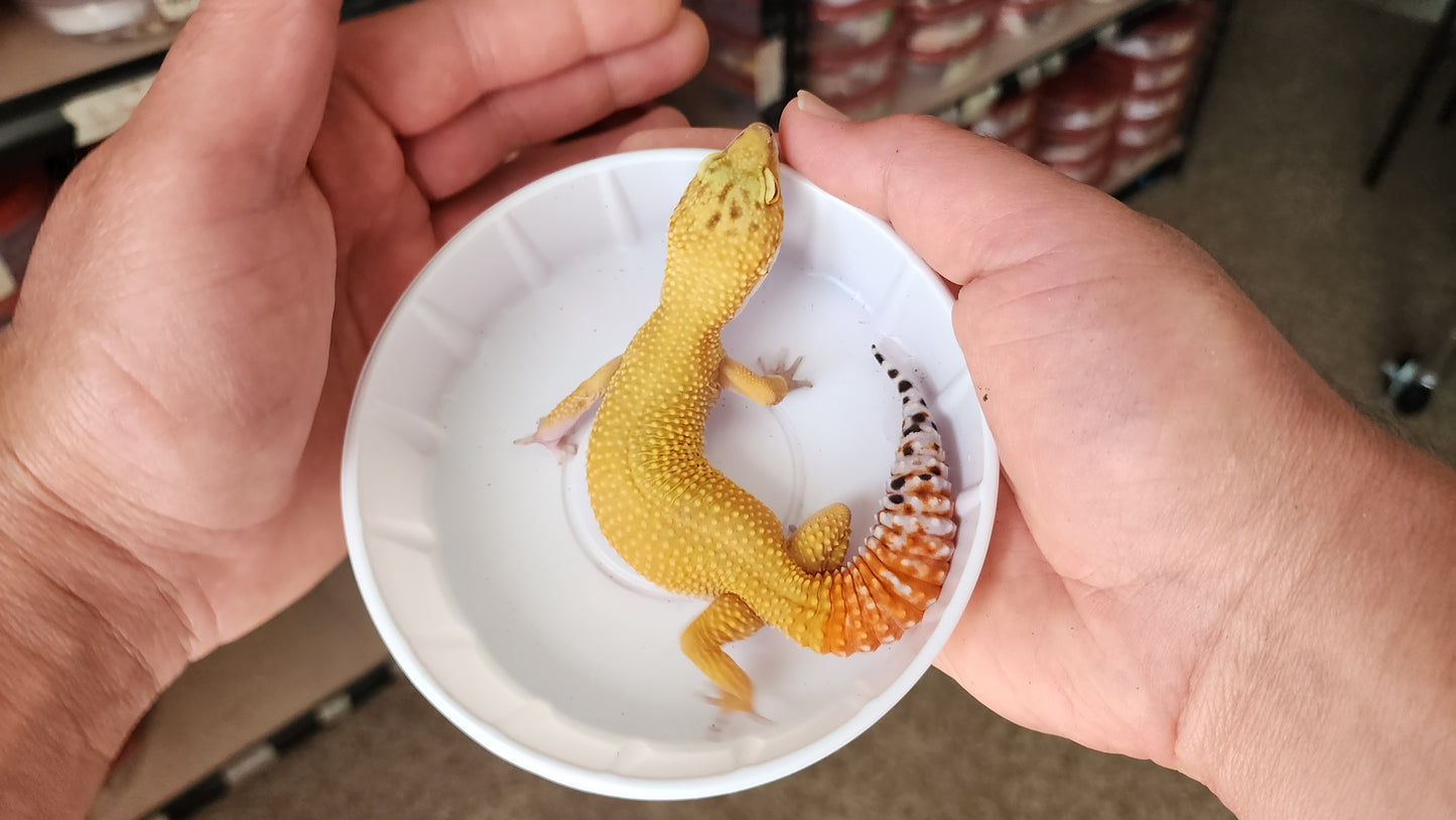 Female Super Hypo Blood Tangerine Bold Great Carrot Tail Leopard Gecko