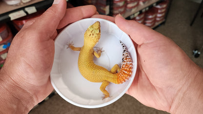 Female Super Hypo Blood Tangerine Bold Great Carrot Tail Leopard Gecko