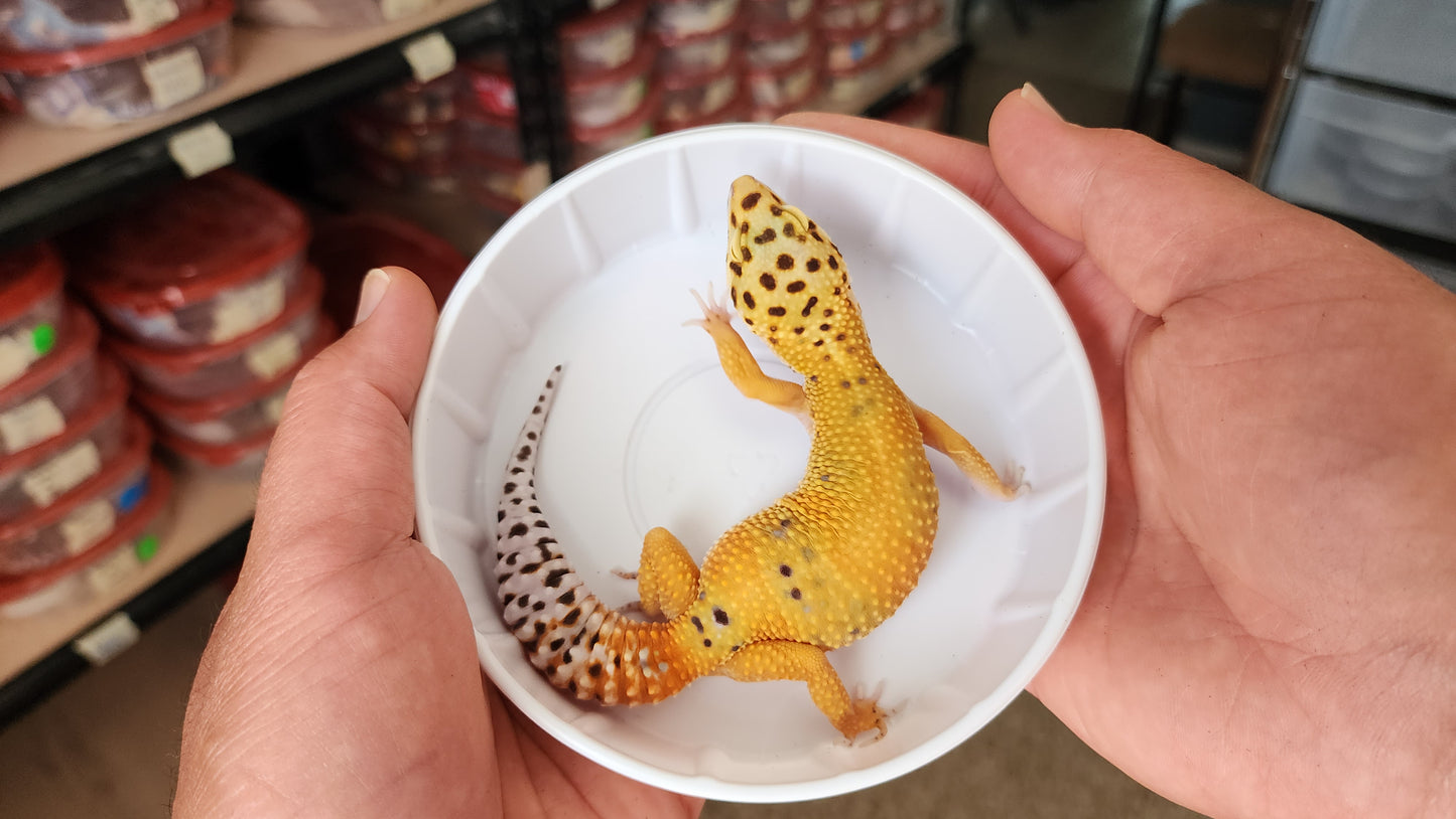 Female Mandarin Tangerine Bold Emerine Jungle Carrot Tail Leopard Gecko