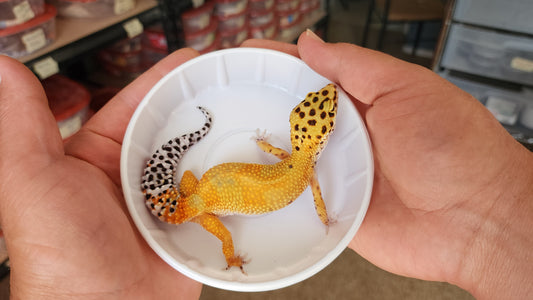 Females Mandarin Tangerine Bold Emerine Carrot Tail Leopard Gecko