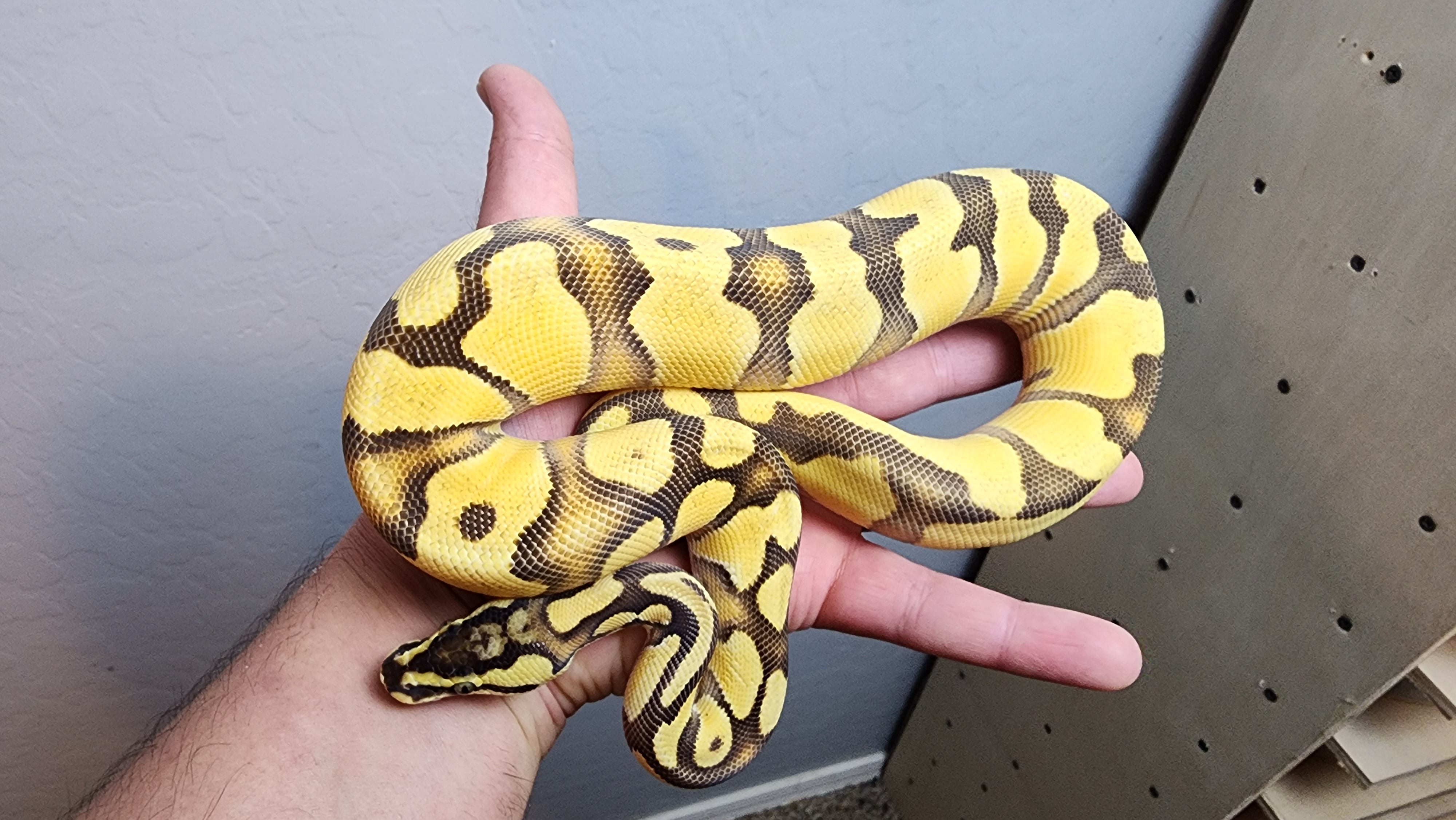 Male Enchi Pastel OD YB Het Hypo PH Clown PH PIED Ball Python – Geeky ...