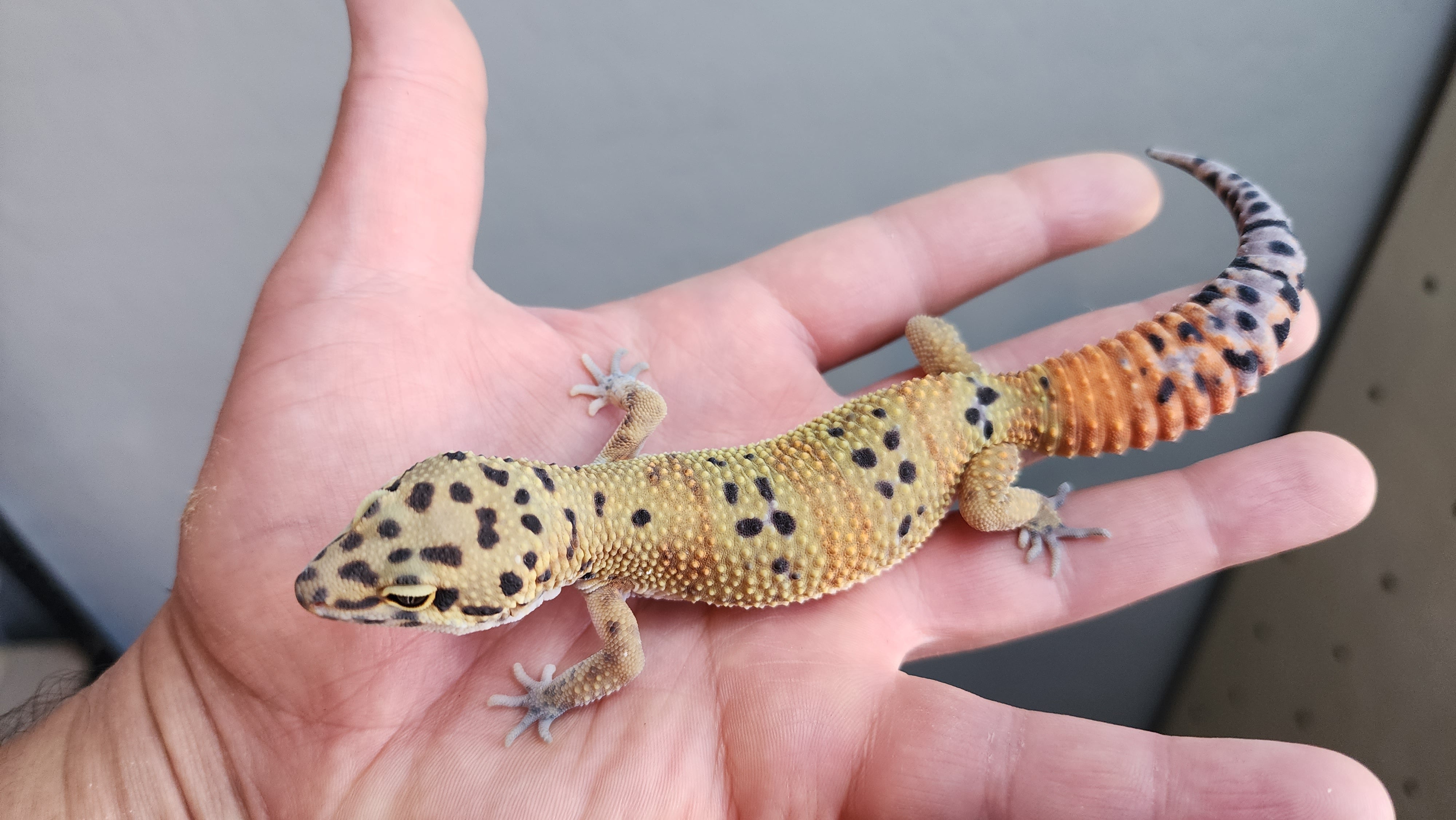 Female Clown Inferno Leopard Gecko (much nicer in person, ask for outd