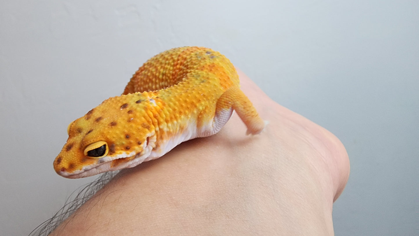 Male Mandarin Clown Leopard Gecko (much nicer in person, ask for outdoor photos!)