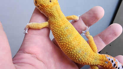 Male Clown Inferno Leopard Gecko (much nicer in person, ask for outdoor photos!)