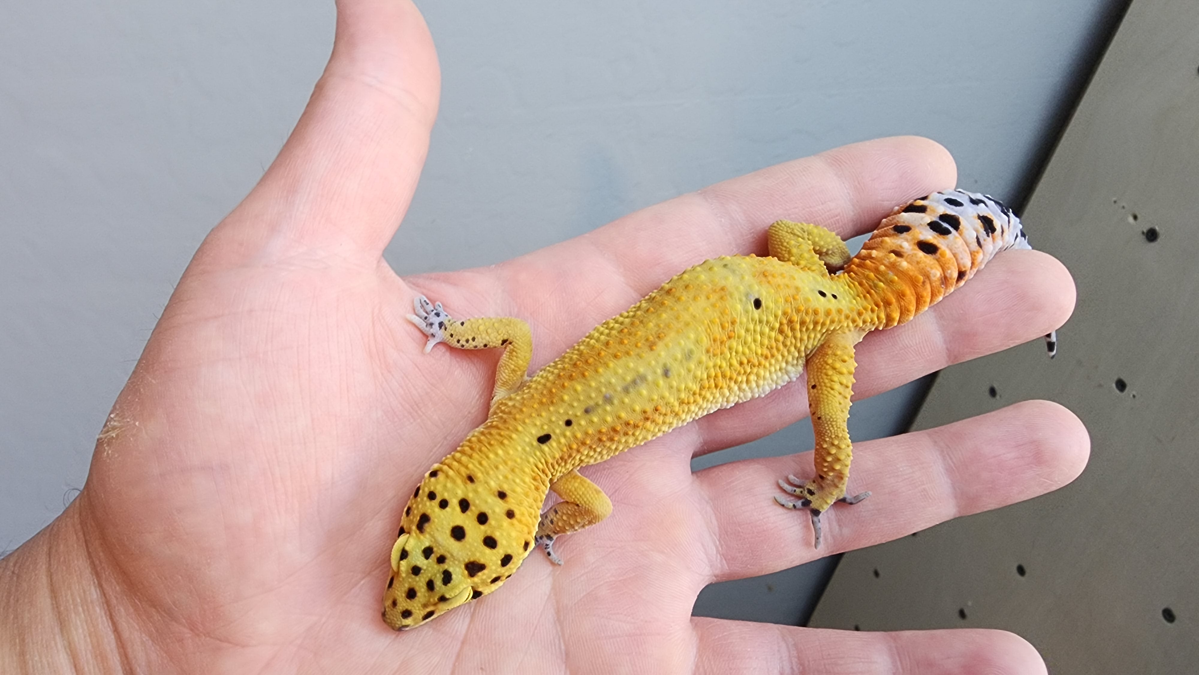 Female Jungle Clown Inferno Leopard Gecko (much nicer in person! ask f