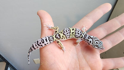 Male Fasciolatus Mack Snow High Lavender Heavy Pattern Leopard Gecko