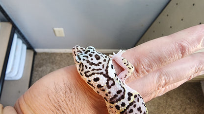 Male Fasciolatus Mack Snow High Lavender Heavy Pattern Leopard Gecko