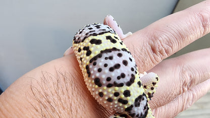 Male Fasciolatus Mack Snow High Lavender Heavy Pattern Leopard Gecko