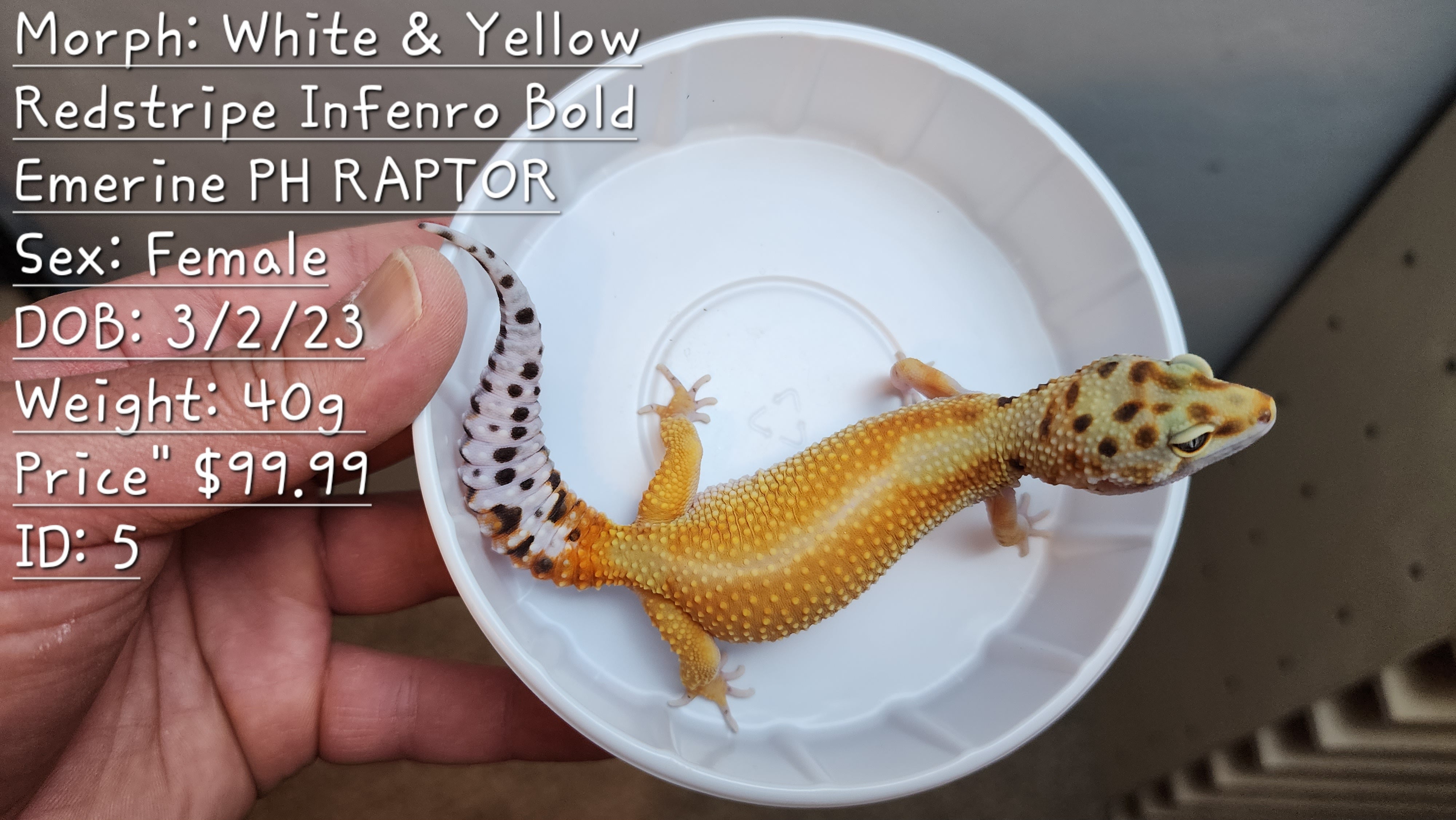 Selling 2024 leopard geckos