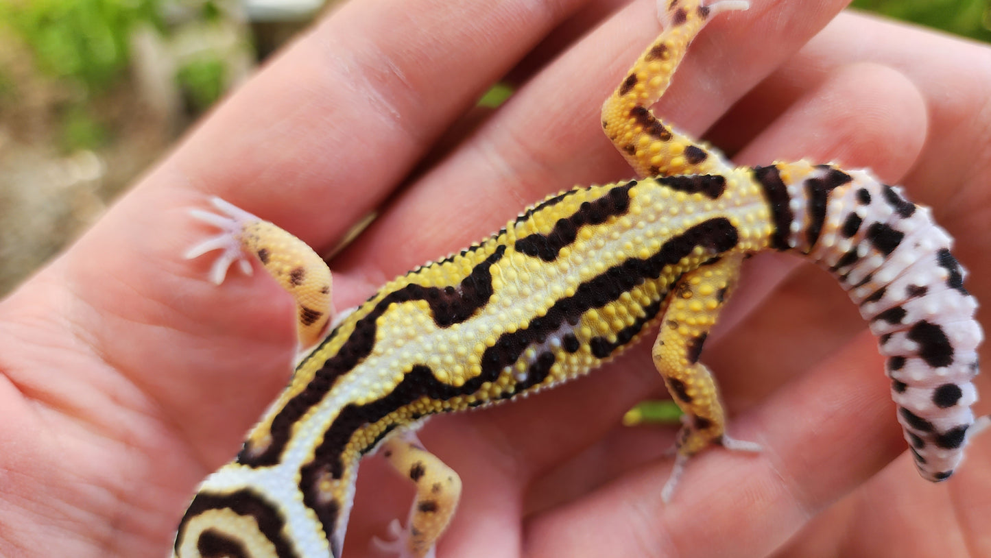 Drippy Boldstripe Hyper Xanthic White & Yellow Male Leopard Gecko