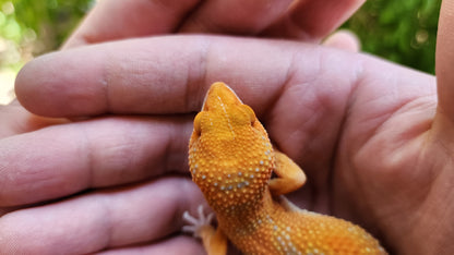 Mandarin Inferno Tremper Albino