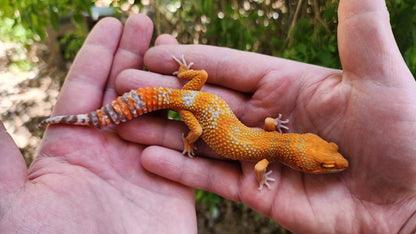 Mandarin Inferno Tremper Albino