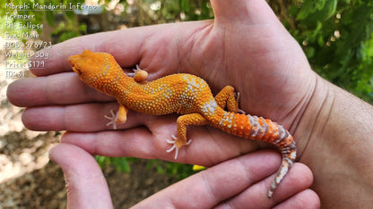 Mandarin Inferno Tremper Albino