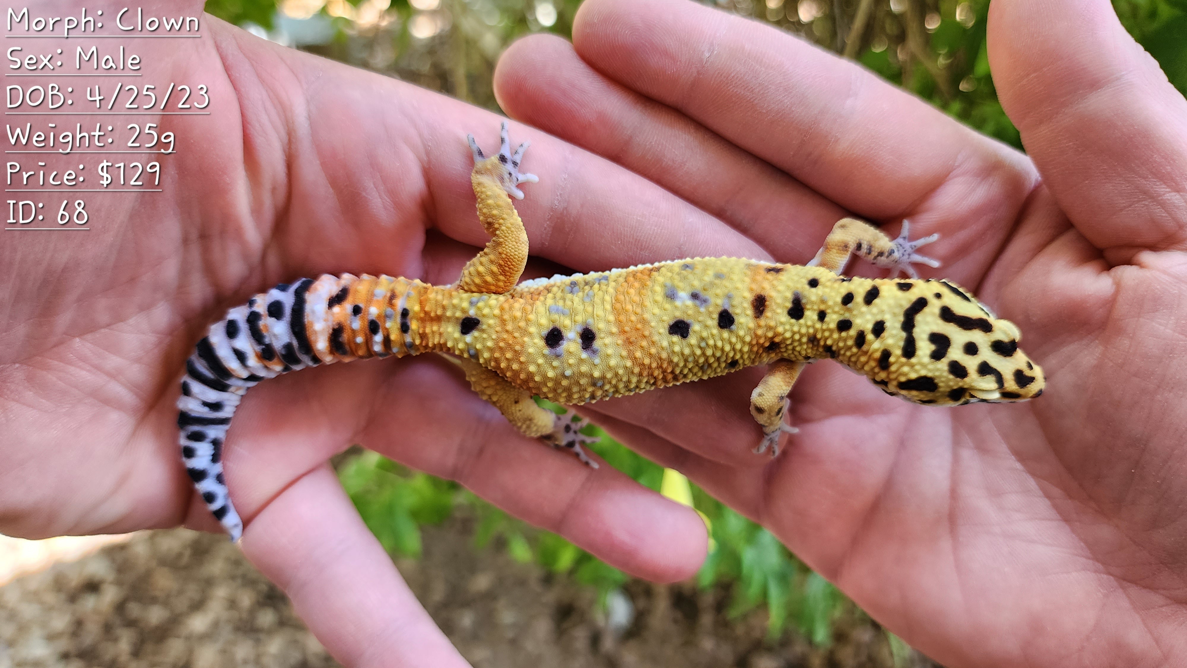 Pure Clown – Geeky Gecko Creations