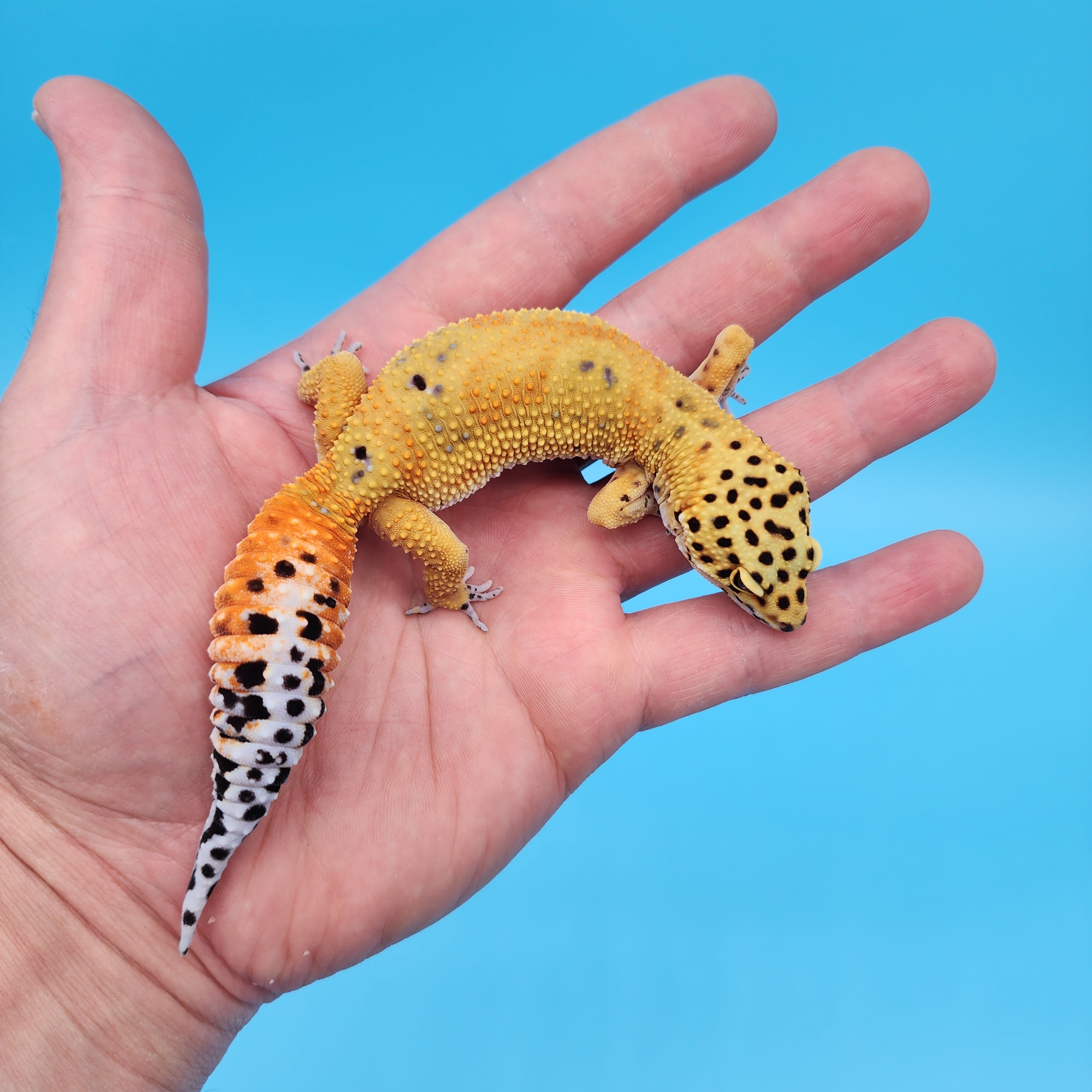 Mandarin Inferno Jungle (pet slight funny walk) – Geeky Gecko Creations