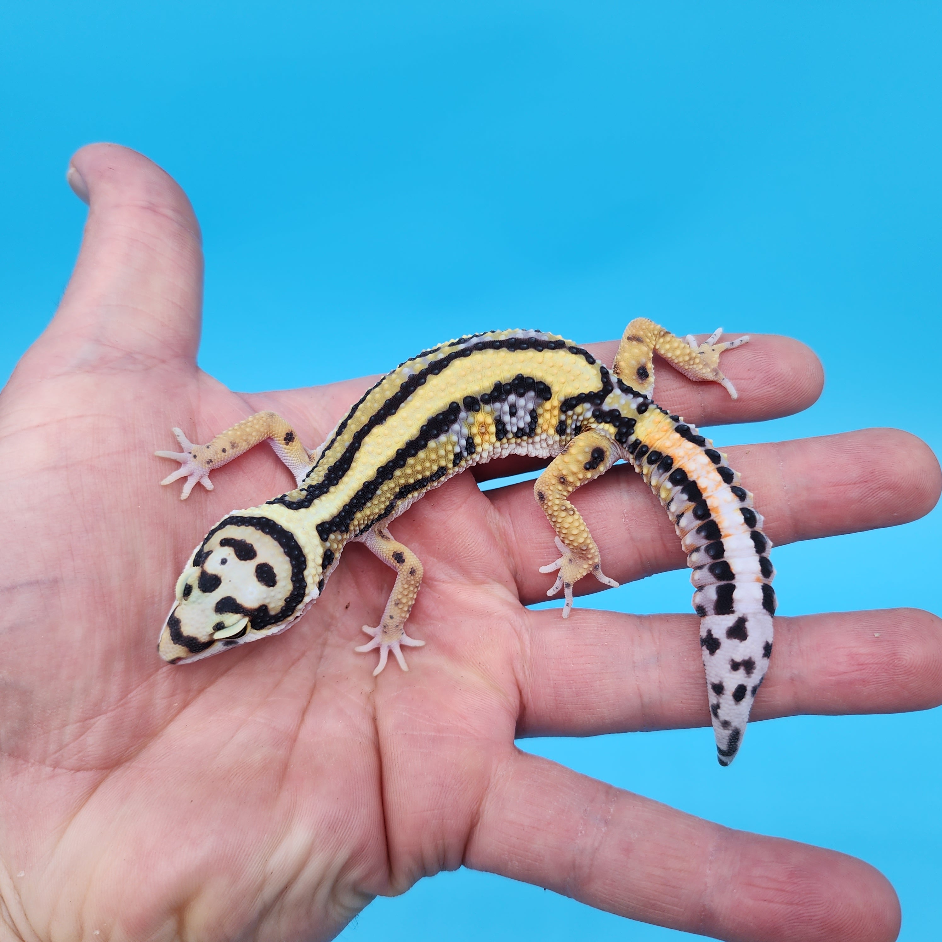 Fire Bold Black Night Bandit (regen tail tip) – Geeky Gecko Creations