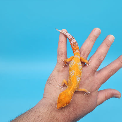 Female Mandarin Inferno Tangerine Red Stripe Tremper Albino Leopard Gecko