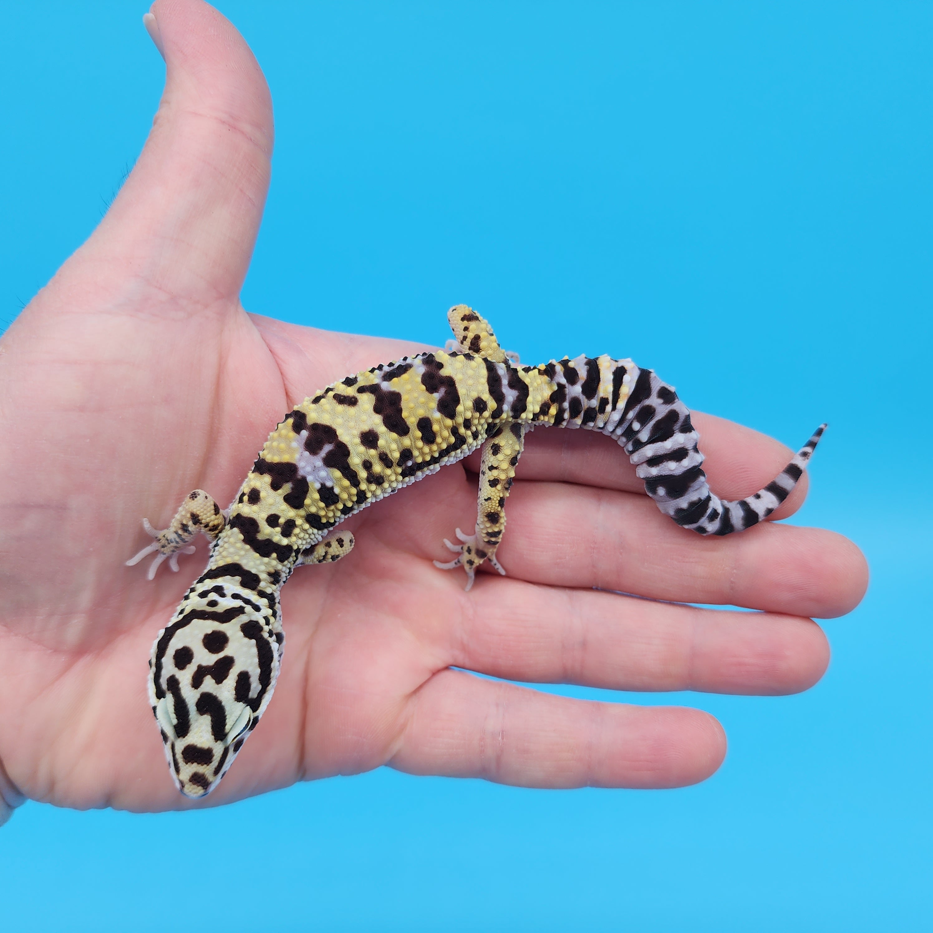 Male Afghanicus Bold Hyper Xanthic Bandit Leopard Gecko (Running Man H ...