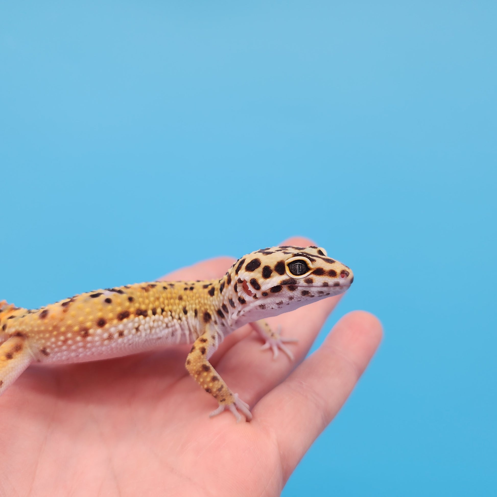 Male Inferno Tangerine Bold Cross Emerine Leopard Gecko – Geeky Gecko ...