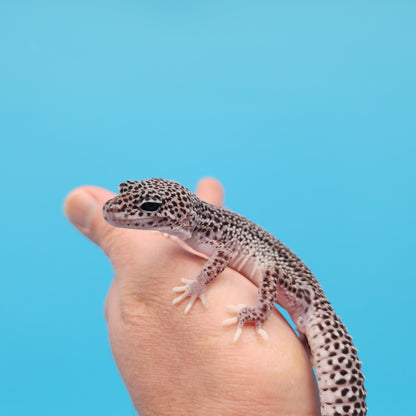 Male Afghanicus Super Snow Pos Het Eclipse Leopard Gecko