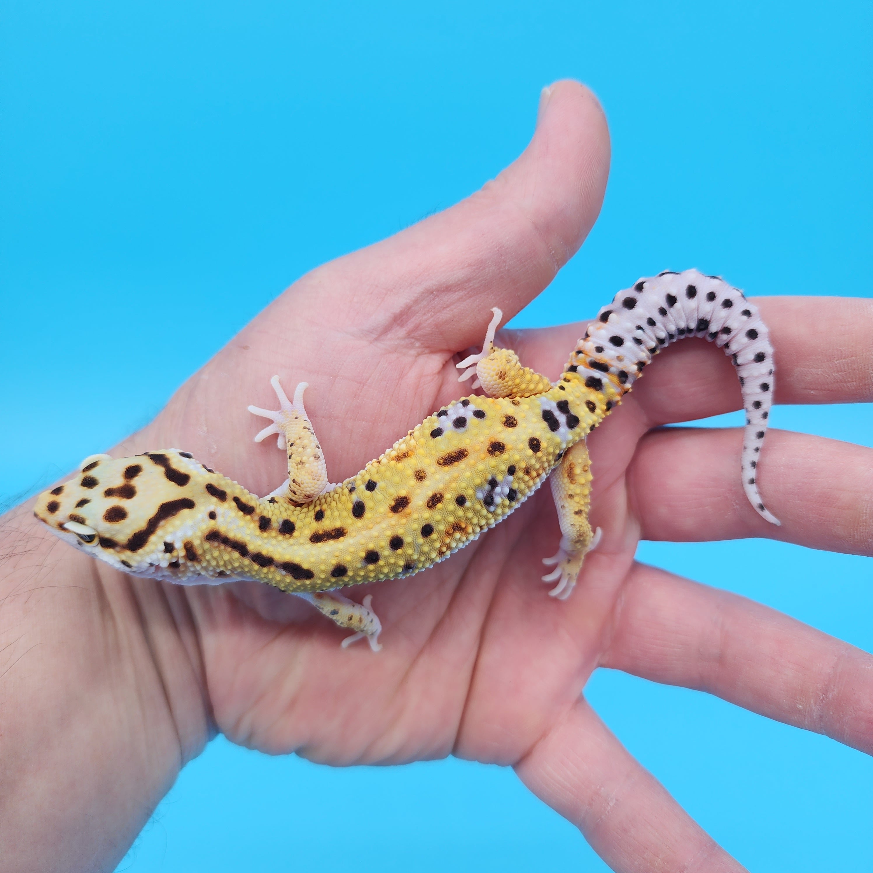 Male Mandarin Inferno Tangerine Bold Bandit White and Yellow Leopard G ...