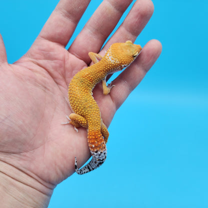 Male Super Hypo Baldy Mandarin Tangerine Bold Leopard Gecko