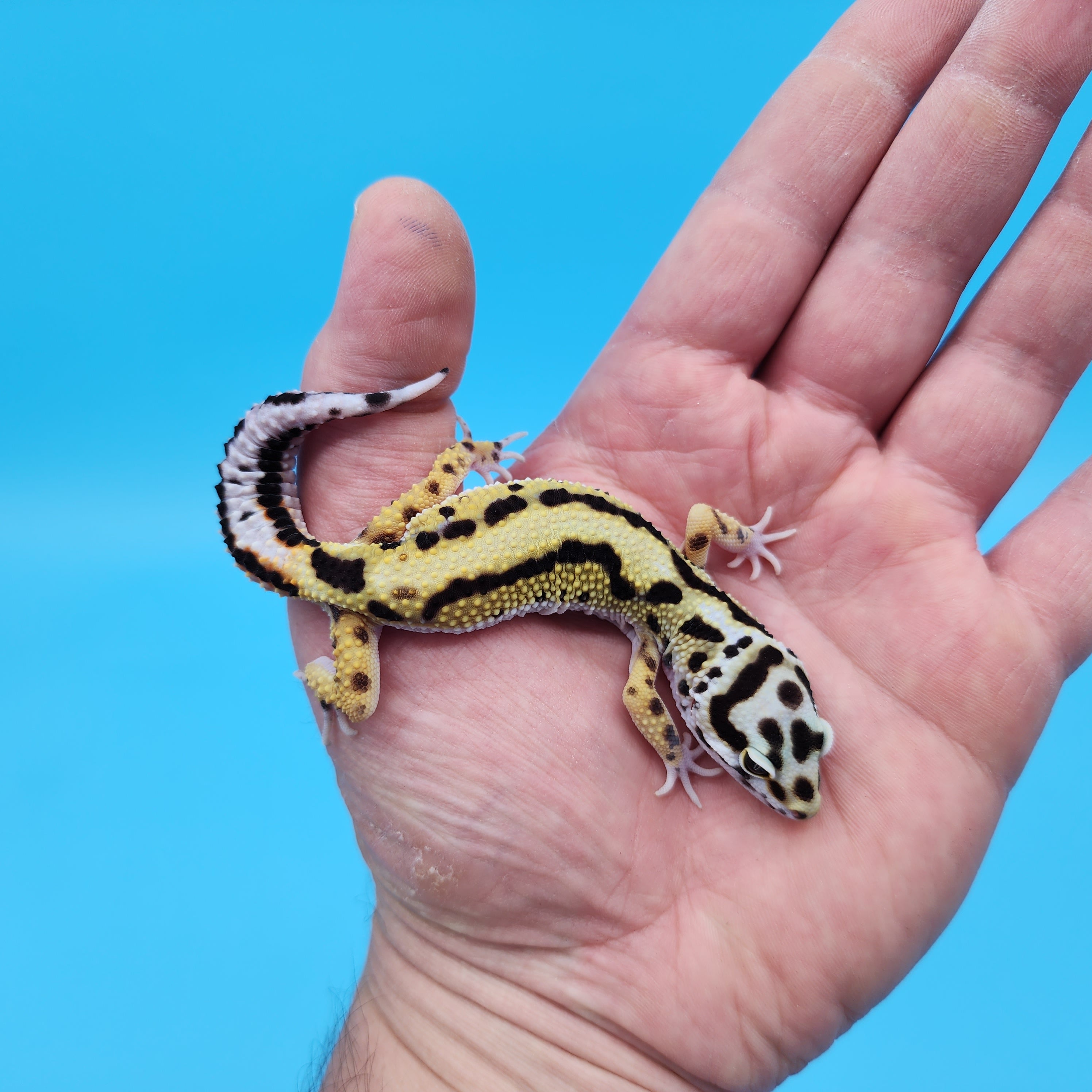 Male Hyper Xanthic Bold Stripe White and Yellow Bandit Leopard Gecko ...