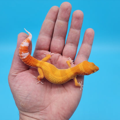 Male Mandarin Inferno Tangerine Tremper Albino Leopard Gecko (Gumdrop Candy Look)