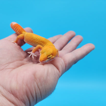 Male Mandarin Inferno Tangerine Tremper Albino Leopard Gecko (Gumdrop Candy Look)