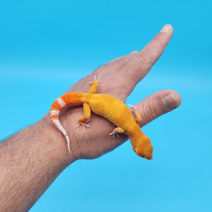 Male Mandarin Inferno Tangerine Tremper Albino Leopard Gecko (Gumdrop Candy Look)