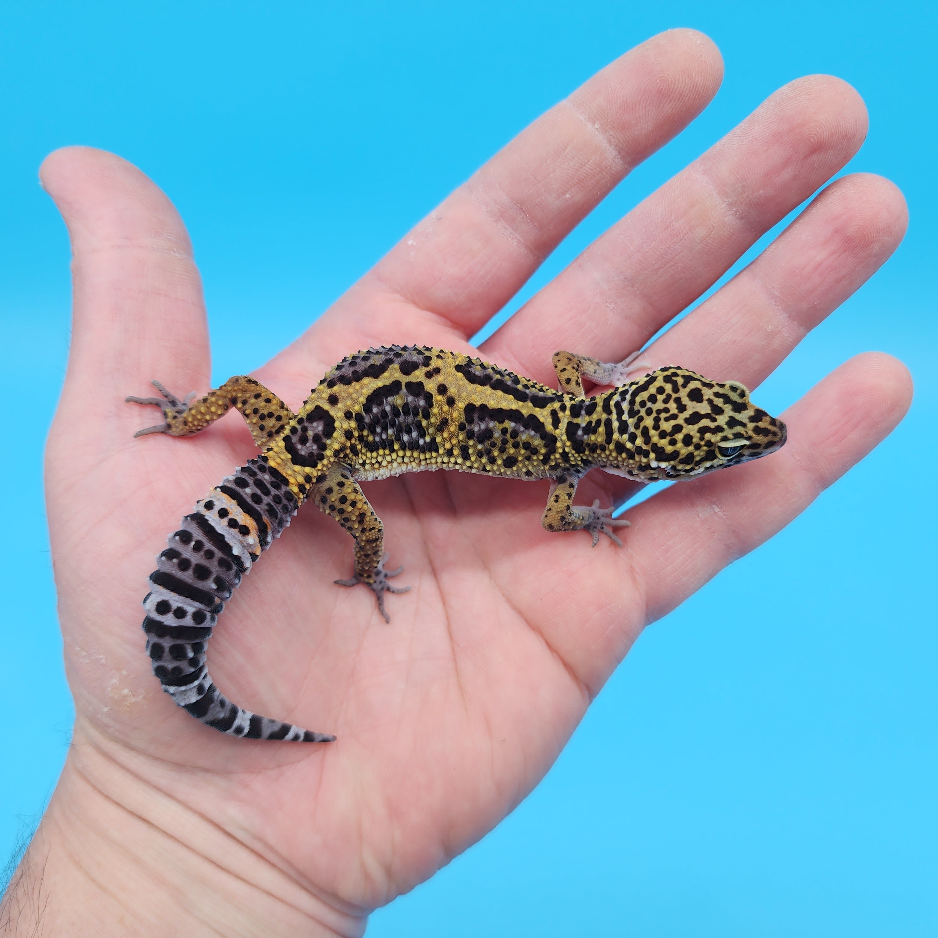 Male 50% Black Night 50% Clown Leopard Gecko – Geeky Gecko Creations