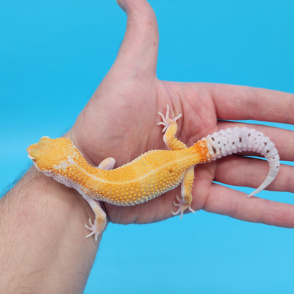 Male Mandarin Inferno Tangerine Bold White & Yellow Leopard Gecko