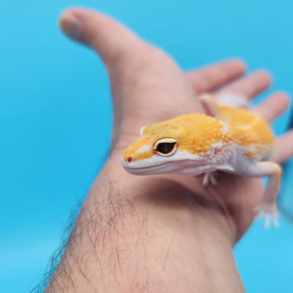 Male Mandarin Inferno Tangerine Bold White & Yellow Leopard Gecko