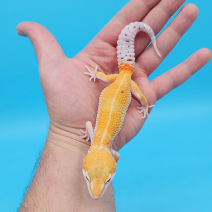 Male Mandarin Inferno Tangerine Bold White & Yellow Leopard Gecko