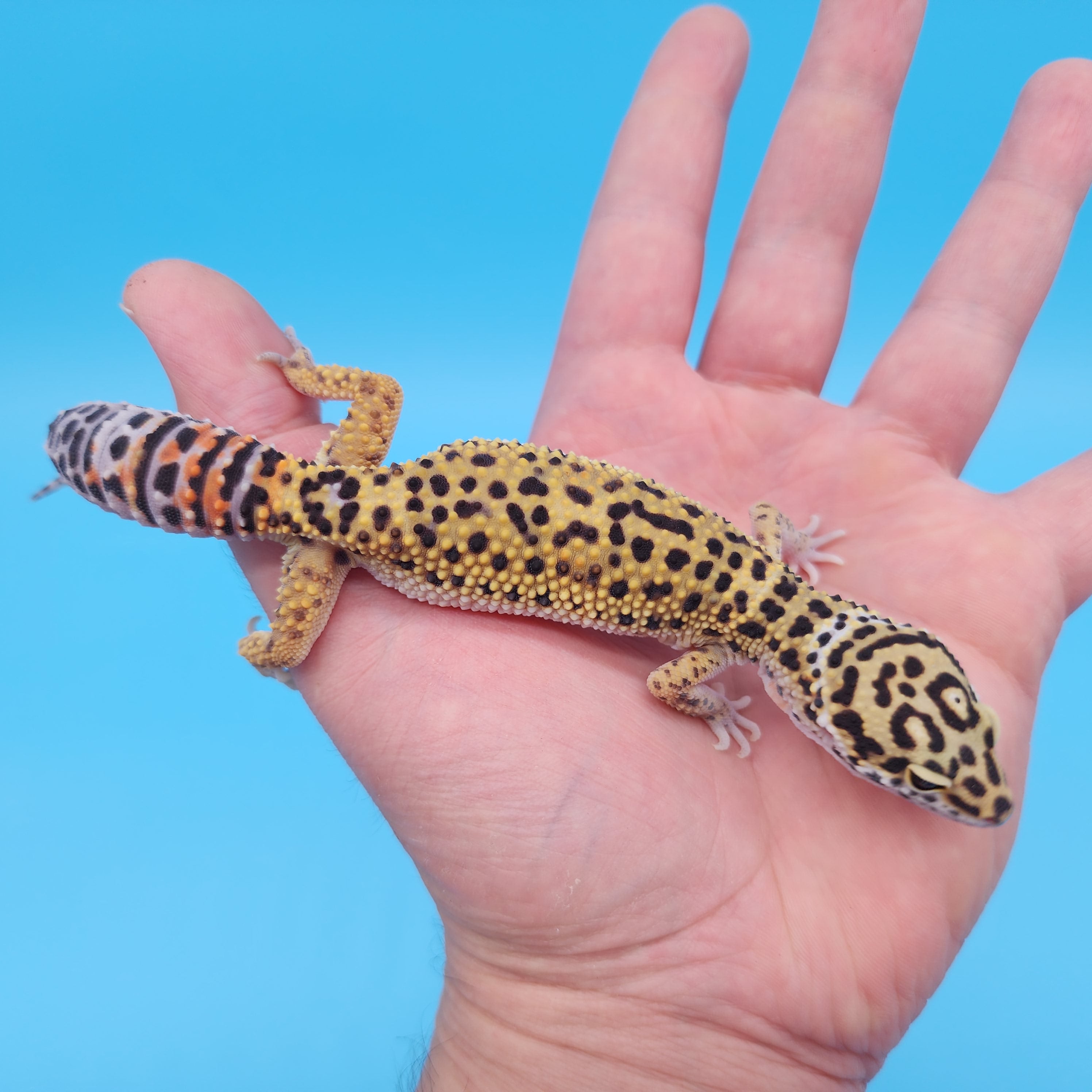 Male Mandarin Inferno Afghanicus Turcmenicus Leopard Gecko (Special