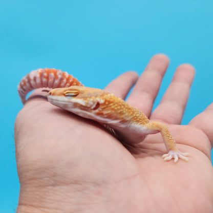 Male Mandarin Inferno Tangerine Bold Tremper Albino Leopard Gecko