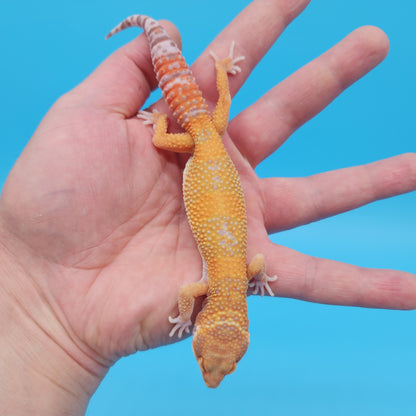 Male Mandarin Inferno Tangerine Bold Tremper Albino Leopard Gecko